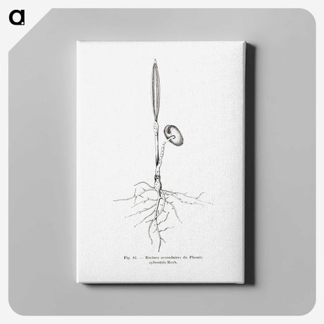 2-44_Les-Palmiers-Histoire-Iconographique_canvas