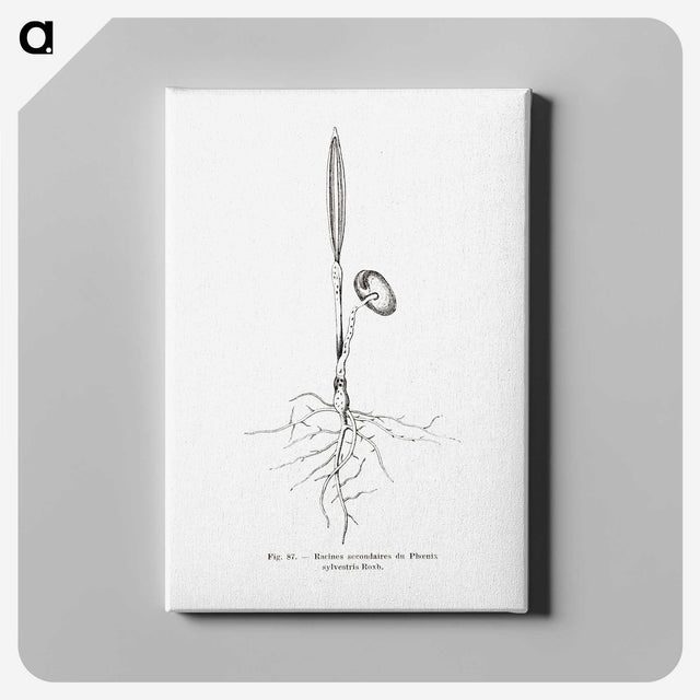 2-44_Les-Palmiers-Histoire-Iconographique_canvas