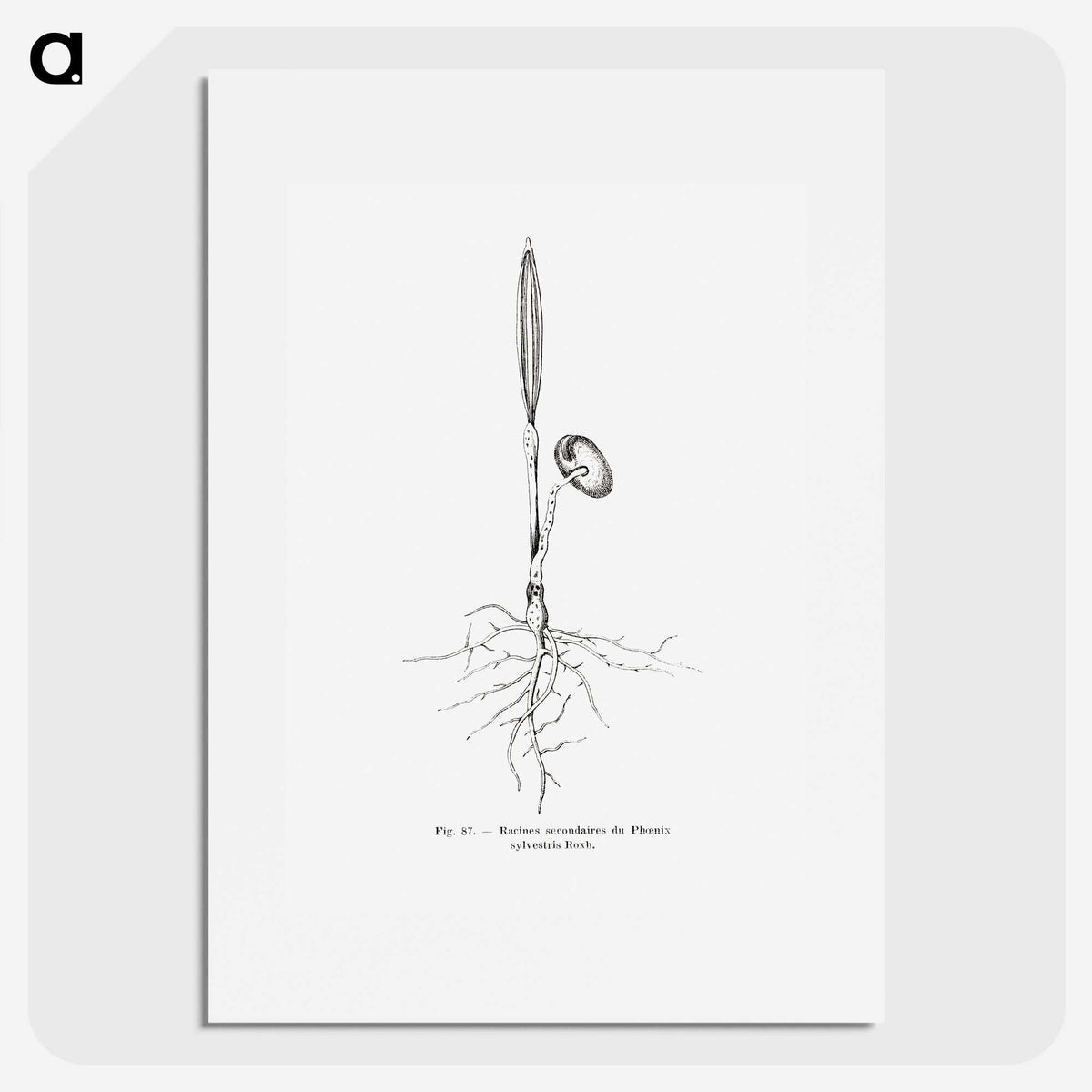 2-44_Les-Palmiers-Histoire-Iconographique_picture
