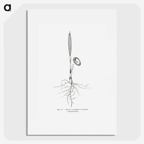 2-44_Les-Palmiers-Histoire-Iconographique_picture