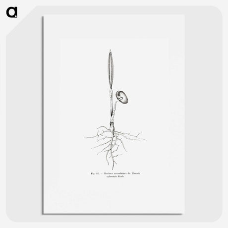 2-44_Les-Palmiers-Histoire-Iconographique_picture
