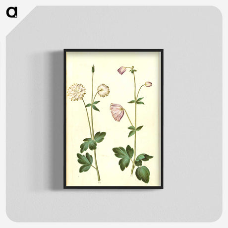 2-44_Maria-Sibylla-Merian_blk-crop