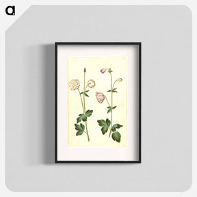 アートポスター-Aquilegia vulgaris
 - マリア ジビーラ メーリアン Poster.