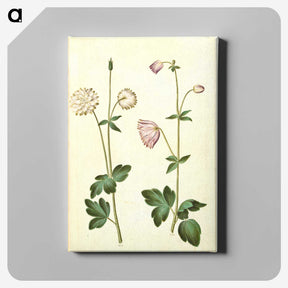 2-44_Maria-Sibylla-Merian_canvas