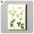 アートパネル-Aquilegia vulgaris
 - マリア ジビーラ メーリアン Canvas.