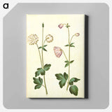 アートパネル-Aquilegia vulgaris
 - マリア ジビーラ メーリアン Canvas.