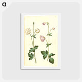 アートポストカード-Aquilegia vulgaris
 - マリア ジビーラ メーリアン Postcard.