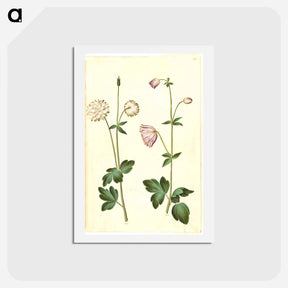アートポストカード-Aquilegia vulgaris
 - マリア ジビーラ メーリアン Postcard.