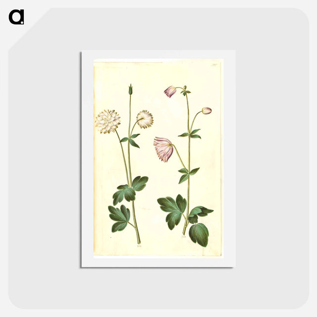 アートポストカード-Aquilegia vulgaris
 - マリア ジビーラ メーリアン Postcard.