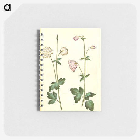 2-44_Maria-Sibylla-Merian_memo