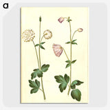 2-44_Maria-Sibylla-Merian_picture-crop
