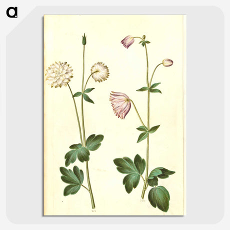 2-44_Maria-Sibylla-Merian_picture-crop