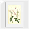 2-44_Maria-Sibylla-Merian_picture