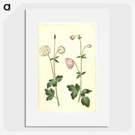 2-44_Maria-Sibylla-Merian_picture
