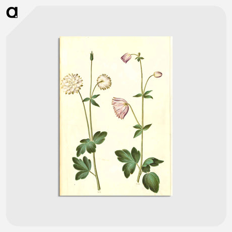 アートポストカード-Aquilegia vulgaris
 - マリア ジビーラ メーリアン Postcard.