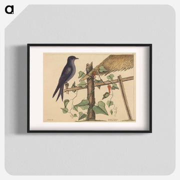 The Purple Martin
 - マーク ケイツビー Poster.