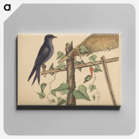 アートパネル-The Purple Martin
 - マーク ケイツビー Canvas.