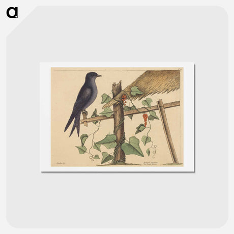 アートポストカード-The Purple Martin
 - マーク ケイツビー Postcard.