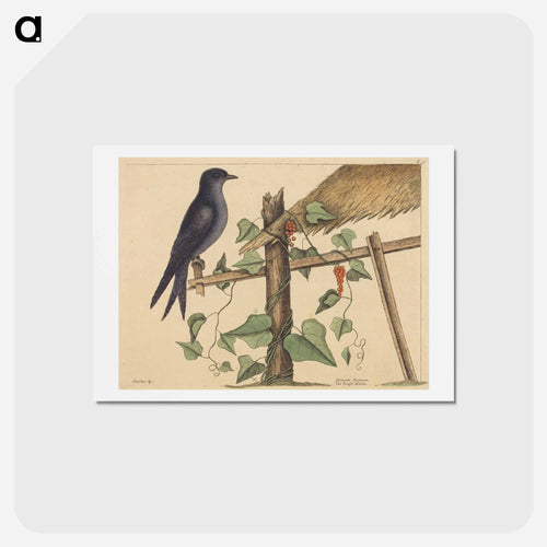 The Purple Martin
 - Mark Catesby Postcard.