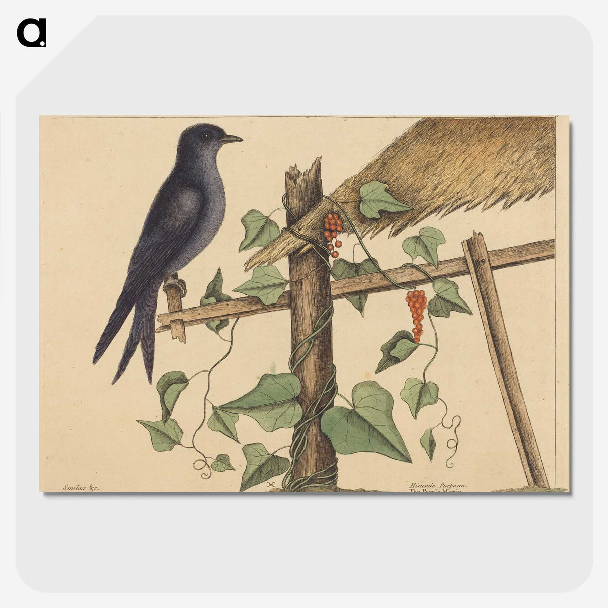 2-44_Mark-Catesby_picture-crop