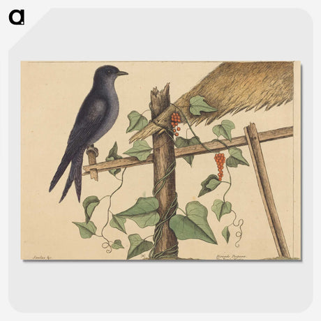 2-44_Mark-Catesby_picture-crop