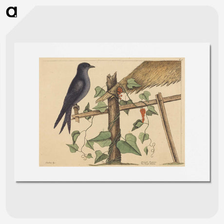 2-44_Mark-Catesby_picture