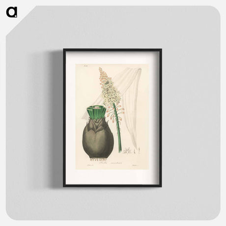 アートポスター-Squill Illustration
 - 薬用植物学 Poster.
