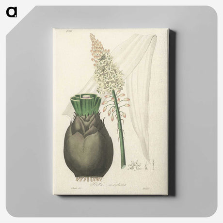 2-44_Medical-Botany_canvas