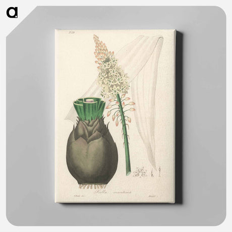 アートパネル-Squill Illustration
 - 薬用植物学 Canvas.