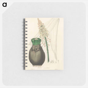 アートメモ帳-Squill Illustration
 - 薬用植物学 Memo.