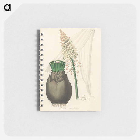 アートメモ帳-Squill Illustration
 - 薬用植物学 Memo.