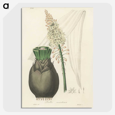 2-44_Medical-Botany_picture-crop