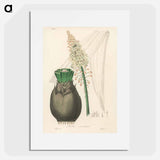 アートポスター-Squill Illustration
 - 薬用植物学 Poster.