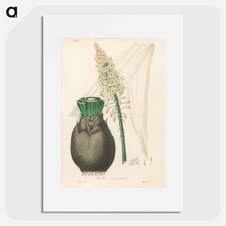アートポスター-Squill Illustration
 - 薬用植物学 Poster.