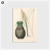 アートポストカード-Squill Illustration
 - 薬用植物学 Postcard.
