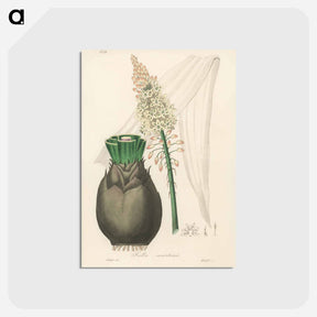 アートポストカード-Squill Illustration
 - 薬用植物学 Postcard.