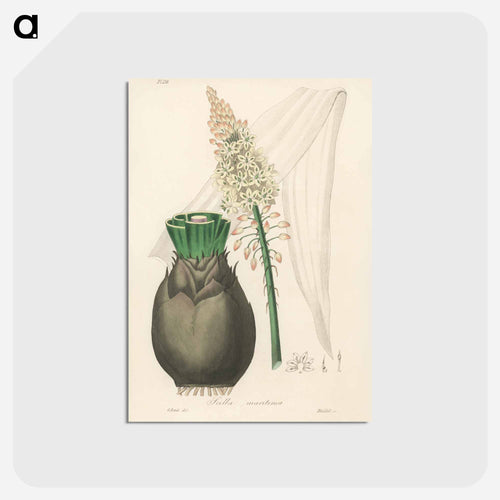 Squill Illustration
 - Medicinal Botany Postcard.
