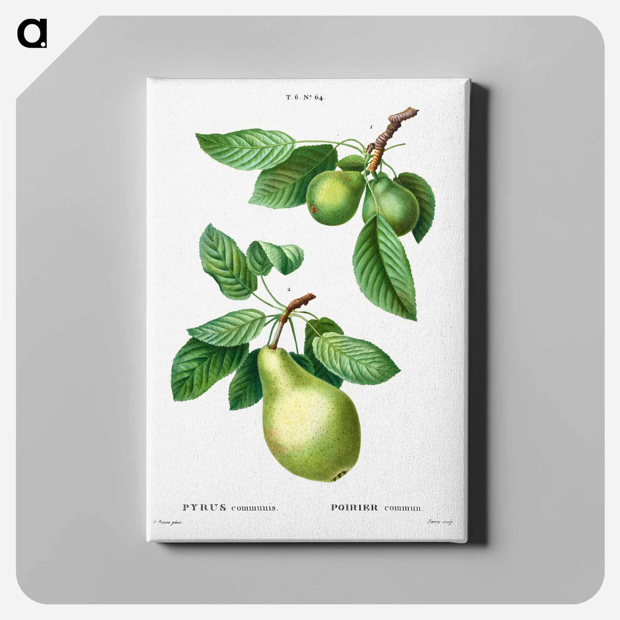 アートパネル-Pear, Pyrus communis - ピエール ジョゼフ ルドゥーテ Canvas.
