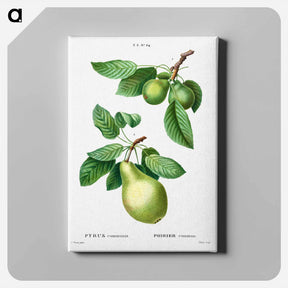 アートパネル-Pear, Pyrus communis - ピエール ジョゼフ ルドゥーテ Canvas.
