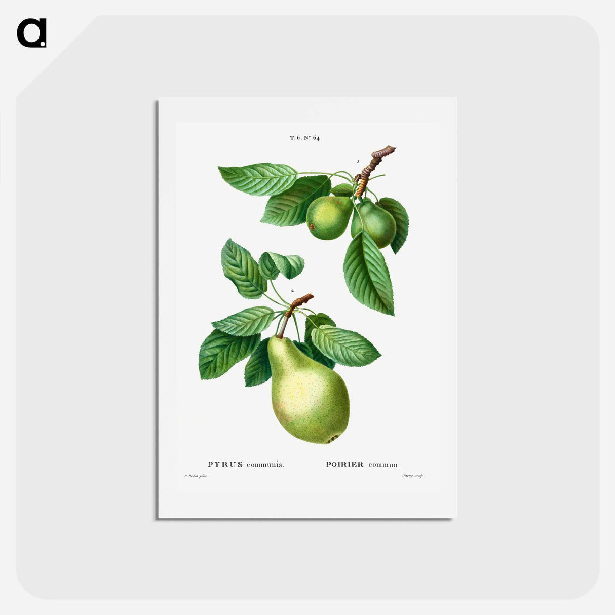 アートポストカード-Pear, Pyrus communis - ピエール ジョゼフ ルドゥーテ Postcard.