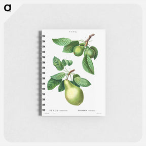 アートメモ帳-Pear, Pyrus communis - ピエール ジョゼフ ルドゥーテ Memo.