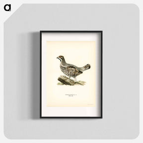 アートポスター-Hazel Grouse
 - スヴェンスカ フォグラル Poster.