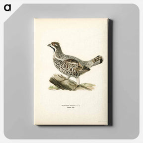 アートパネル-Hazel Grouse
 - スヴェンスカ フォグラル Canvas.