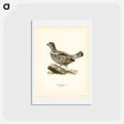 アートポストカード-Hazel Grouse
 - スヴェンスカ フォグラル Postcard.