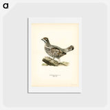 アートポストカード-Hazel Grouse
 - スヴェンスカ フォグラル Postcard.