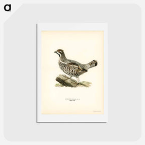 アートポストカード-Hazel Grouse
 - スヴェンスカ フォグラル Postcard.