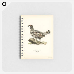 アートメモ帳-Hazel Grouse
 - スヴェンスカ フォグラル Memo.