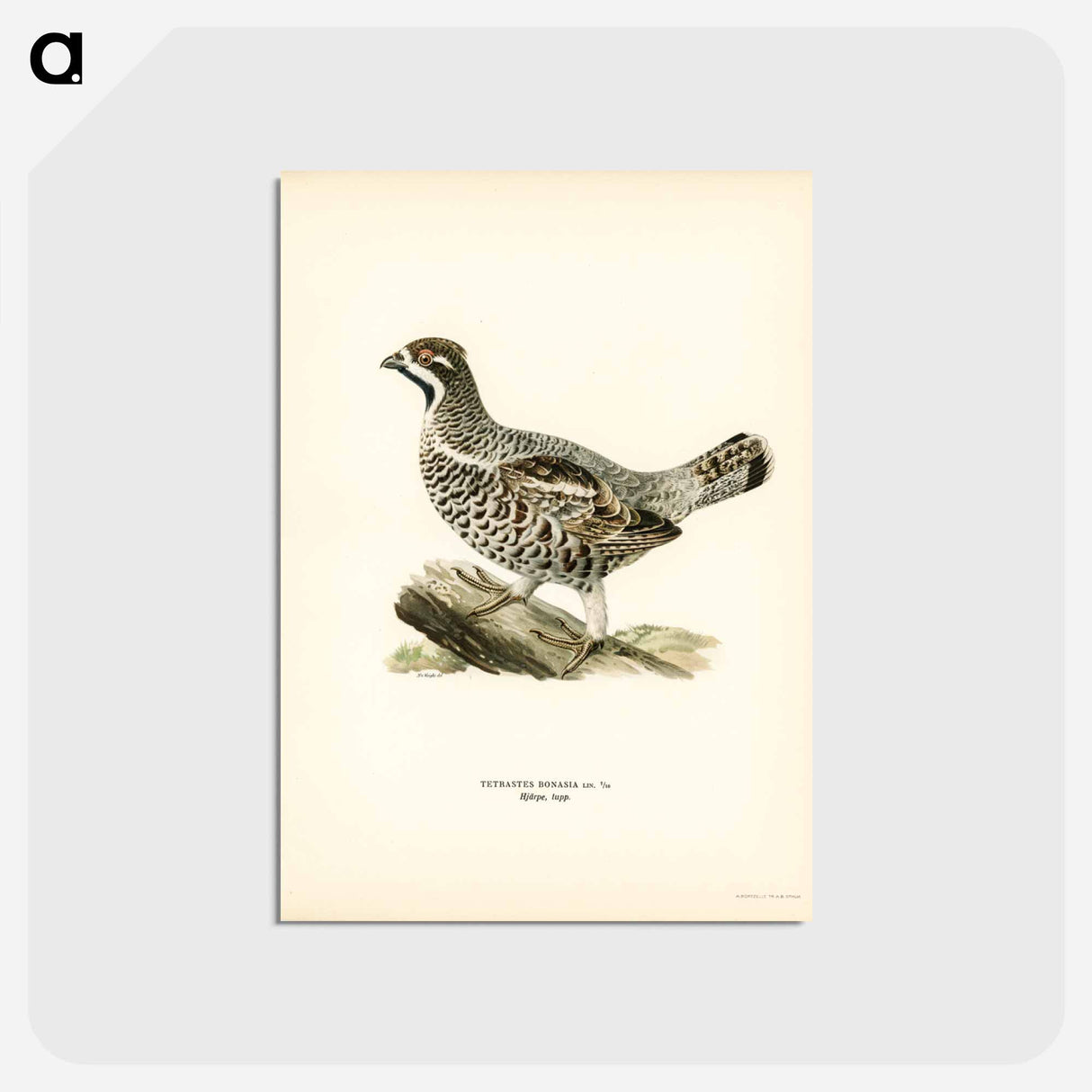 アートポストカード-Hazel Grouse
 - スヴェンスカ フォグラル Postcard.