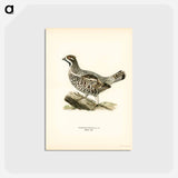 アートポストカード-Hazel Grouse
 - スヴェンスカ フォグラル Postcard.