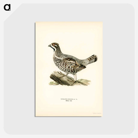 アートポストカード-Hazel Grouse
 - スヴェンスカ フォグラル Postcard.